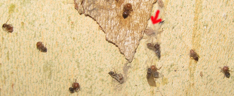 Crematogaster-ara�a-01