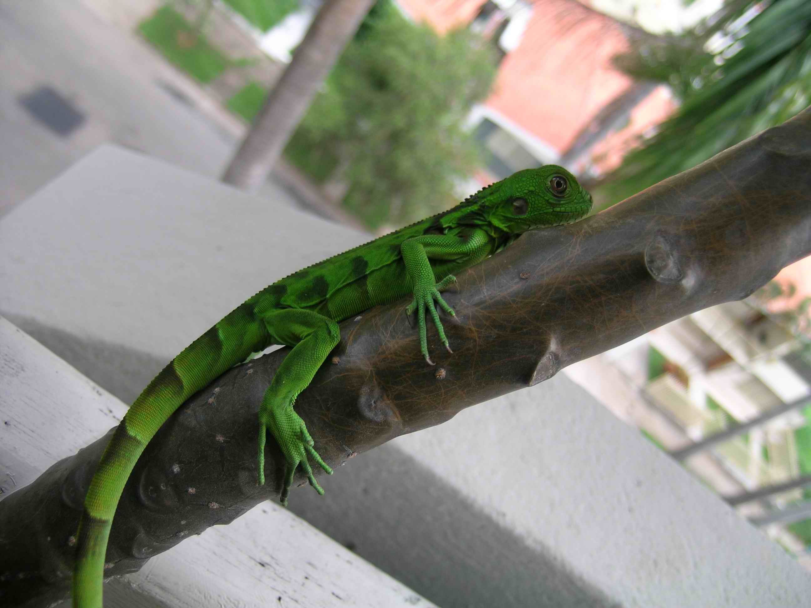 iguana? foto de Olivier