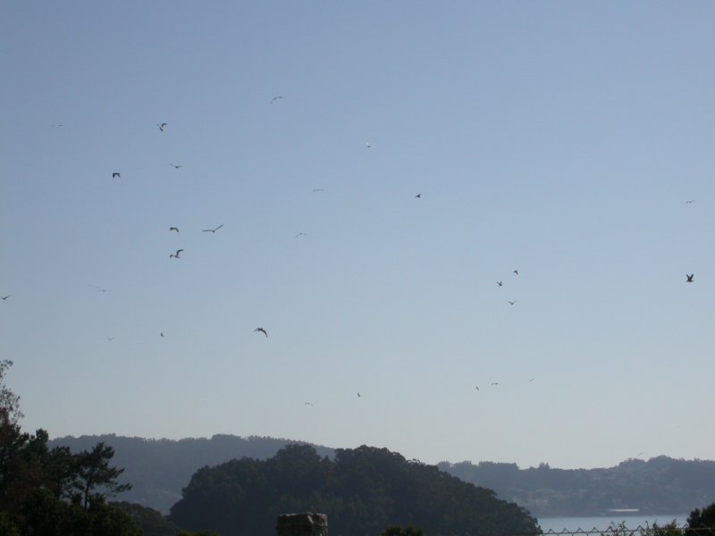 Gaviotas comiendo hormigas 1