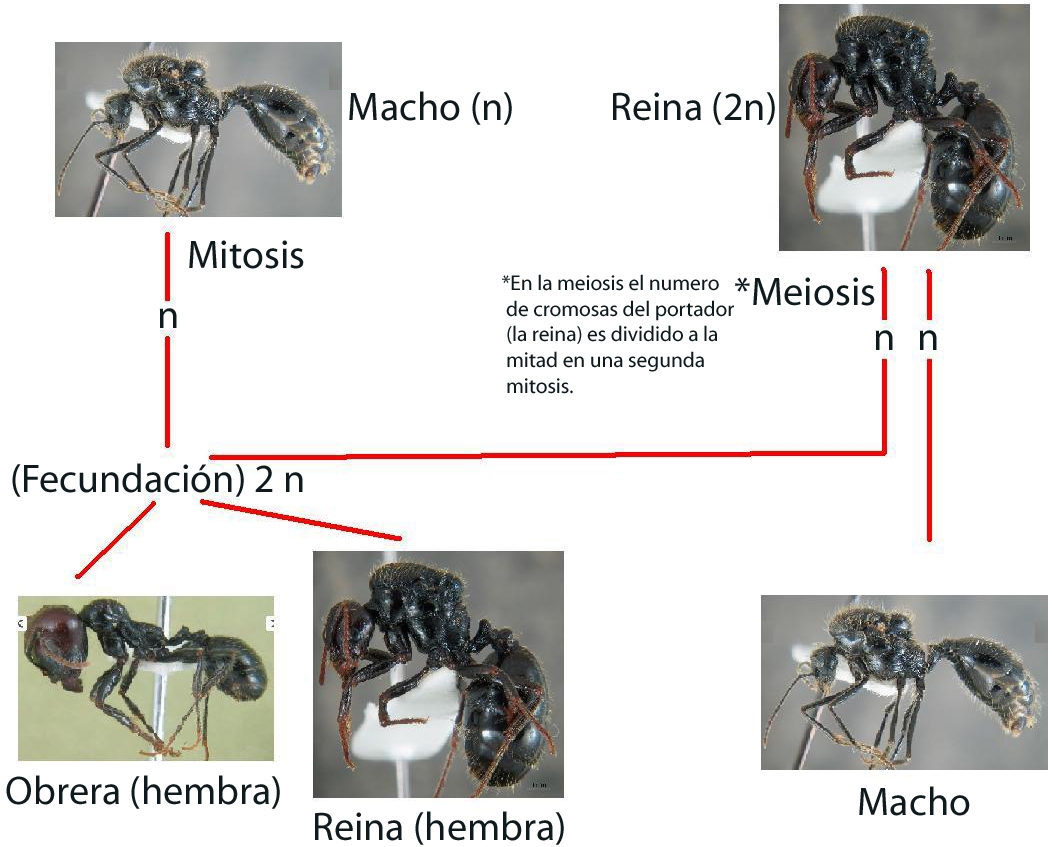 COmo definen el sexo las hormigas (no estoy muy seguro, primero verificarlo)
