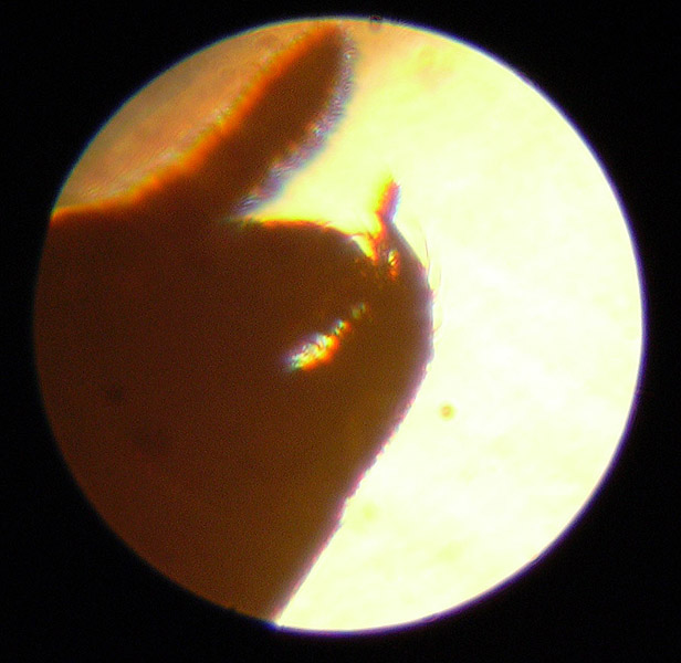 cabeza de tapinoma (microscopio)