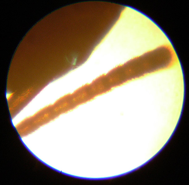 antena de tapinoma (microscopio)