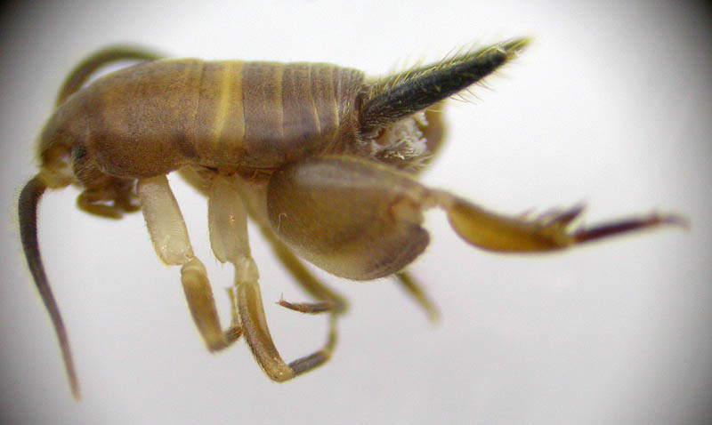 Grillo hormiga, Myrmecophila acervorum