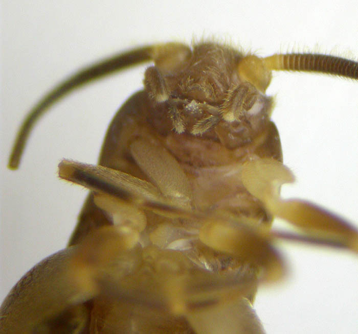 Grillo hormiga, Myrmecophila acervorum