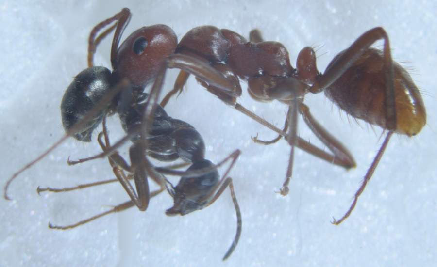 esclavas3