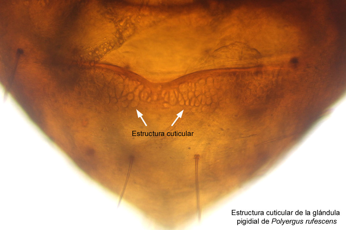 Estructura cuticular de la gl�ndula pigidial de Polyergus rufescens