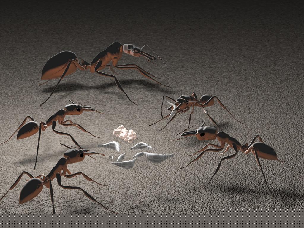 Odontomachus  3d 003