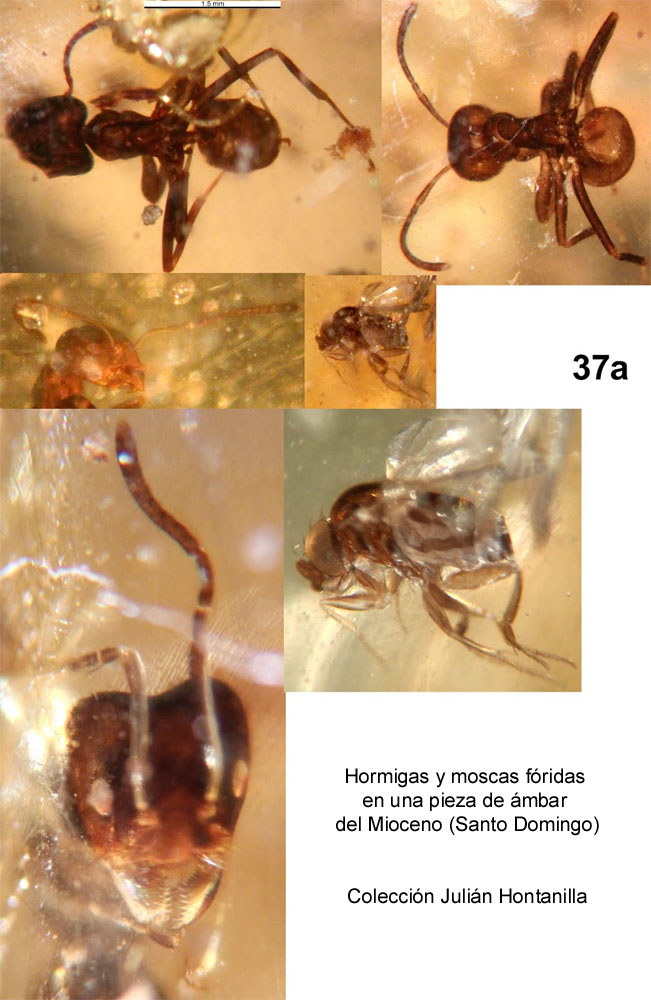 Hormigas y moscas fridas fsiles-Mioceno Santo Domingo