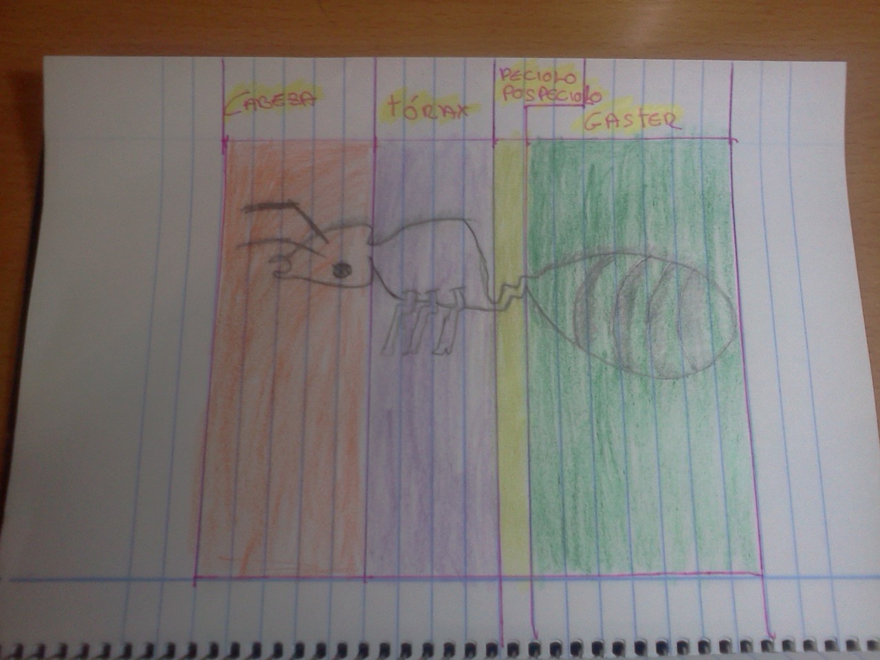 parte fisica