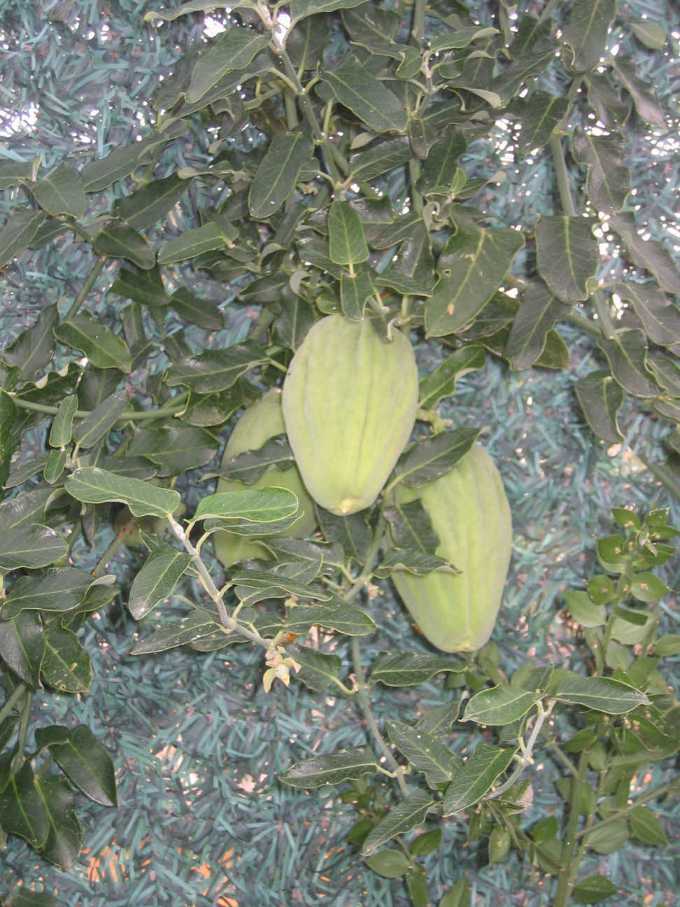 Planta con pulgones
