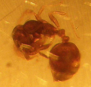 hormiga en ambar