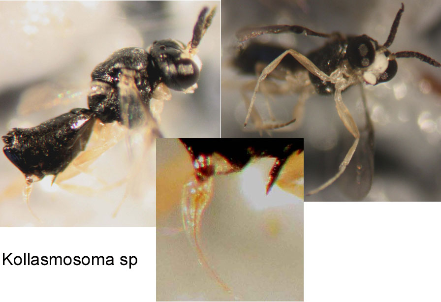 Kollasmosoma