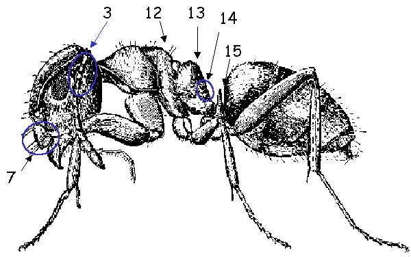 para ficha de lasius