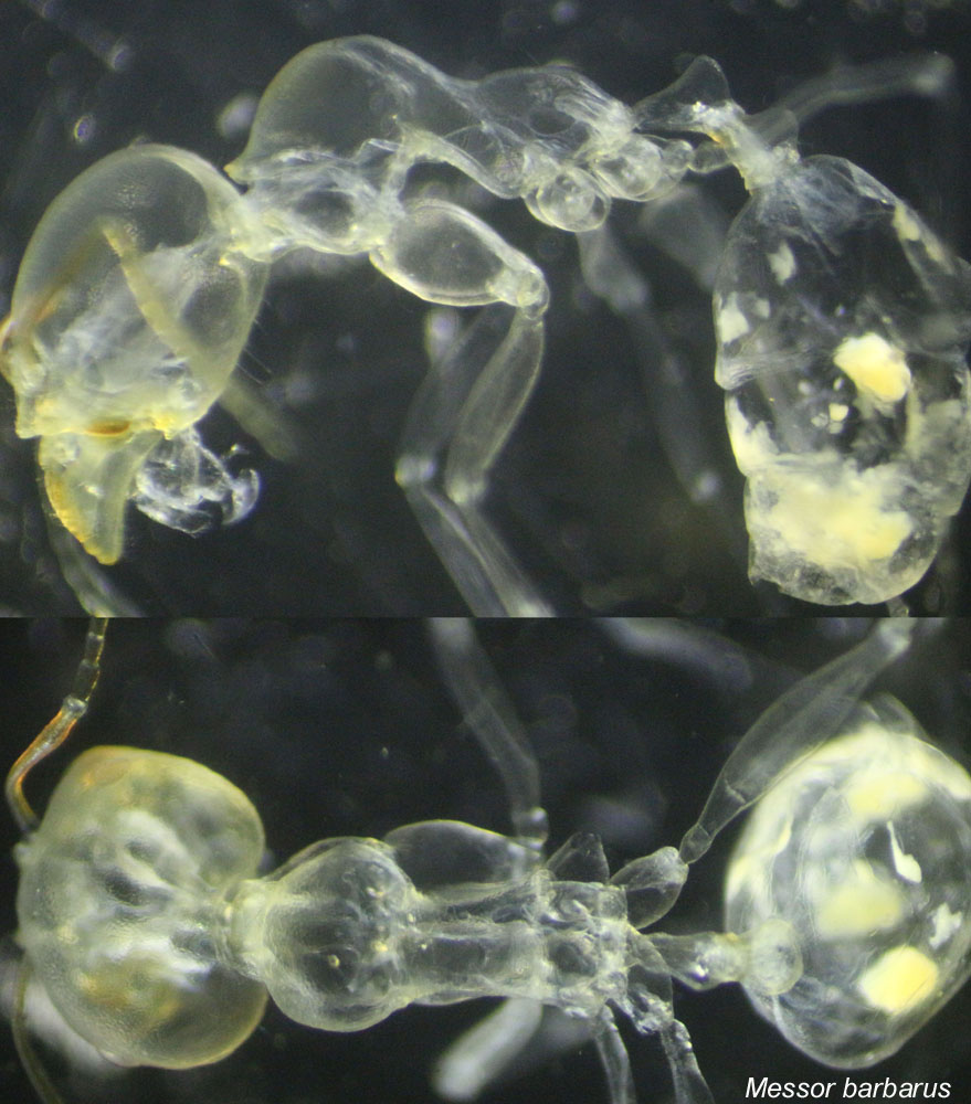Obrera Messor barbarus-transparentada