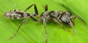 P.gracilis