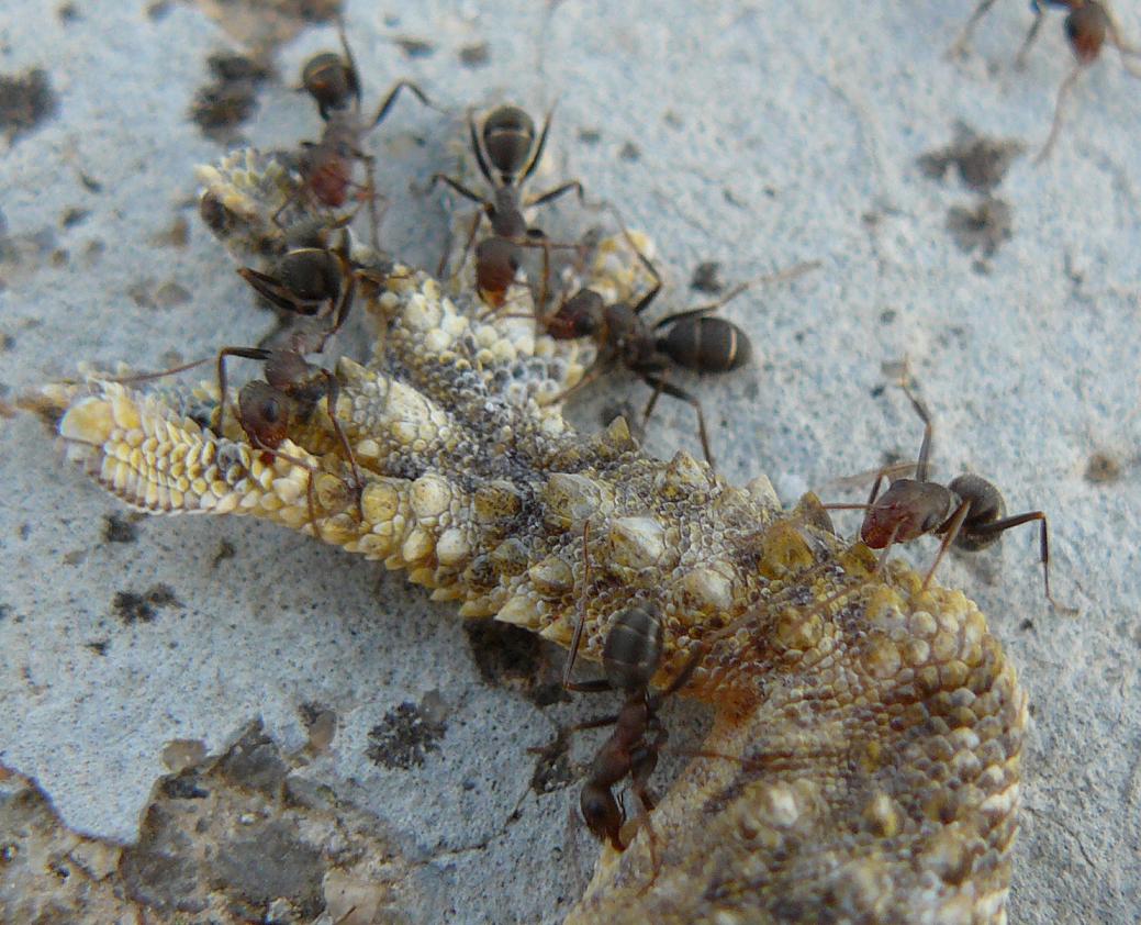 Hormigas y lagartija (detalle)