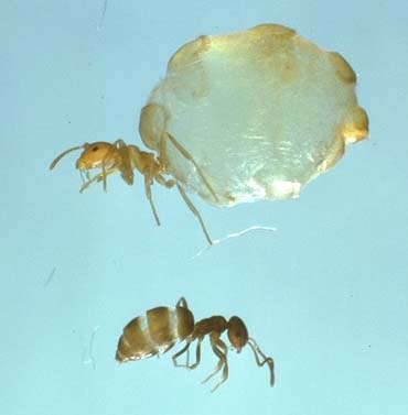 Plagiolepis sp. Poochera