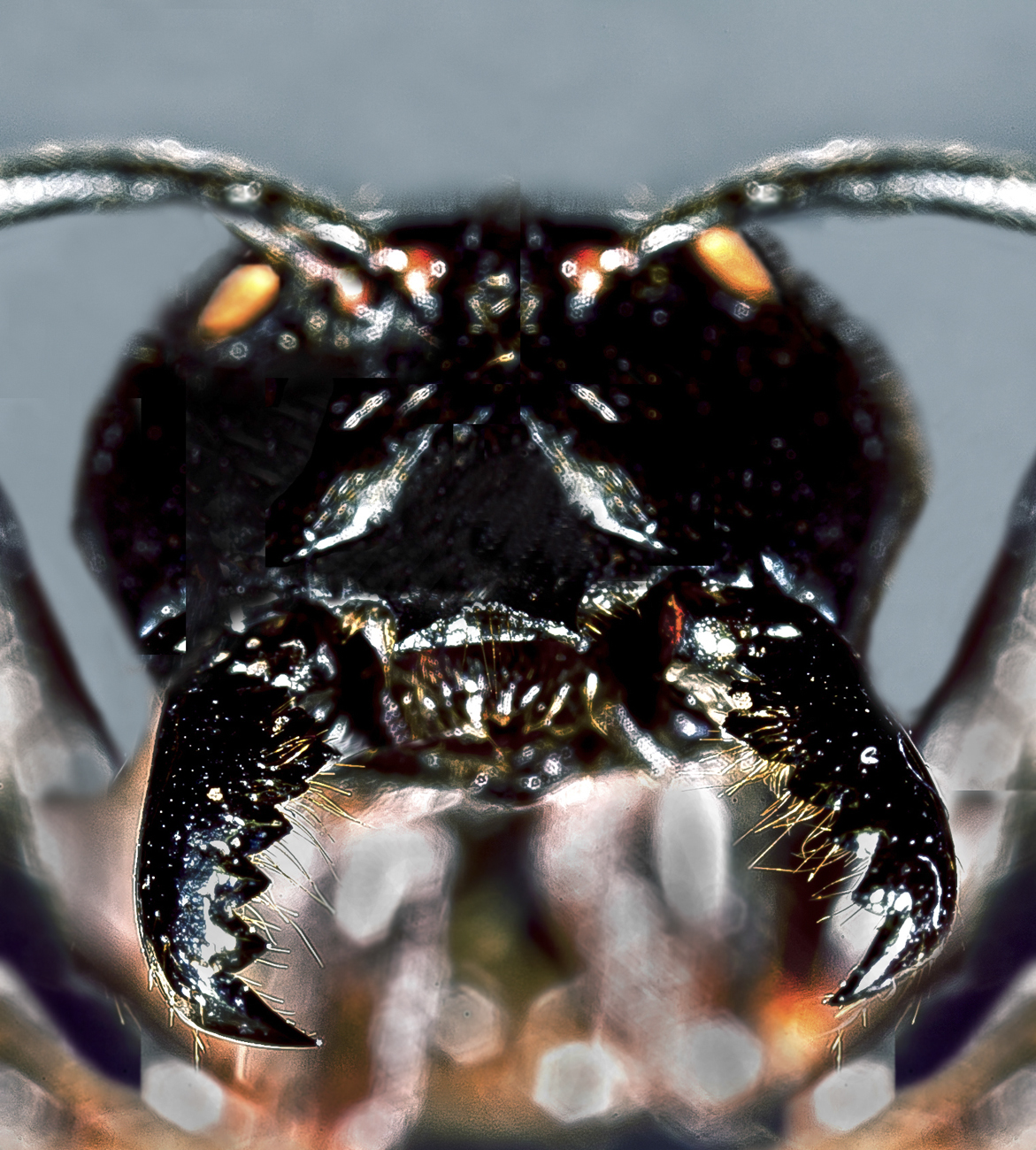 Hormiga agresiva