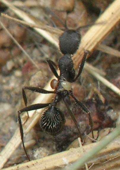 parasito01
