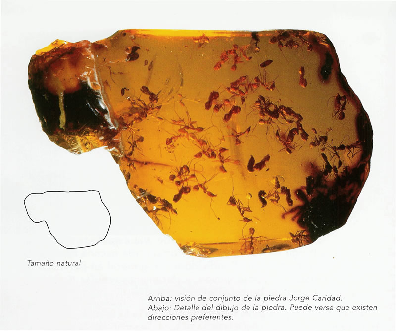 Piedra de ?mbar "Jorge Caridad" con 98 hormigas (Oligoceno, 25 millones de a?os)