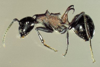 Polyrhachis lamellidens
