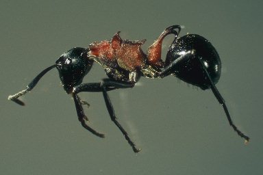Polyrhachis2