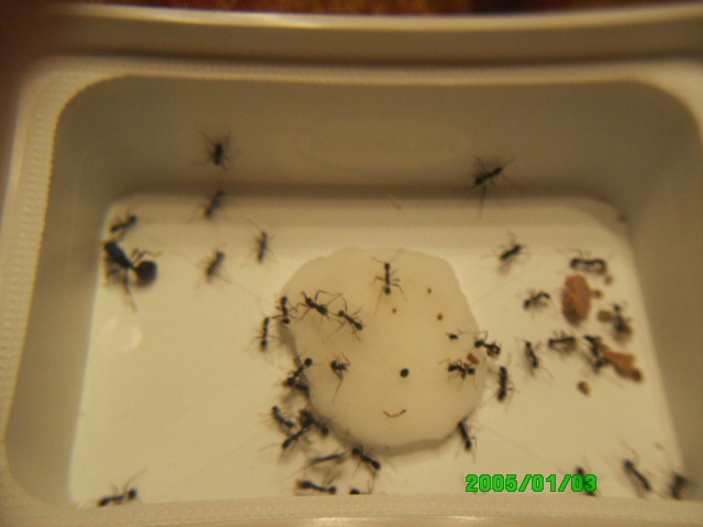 Reina Messor, obreras Aphaenogaster