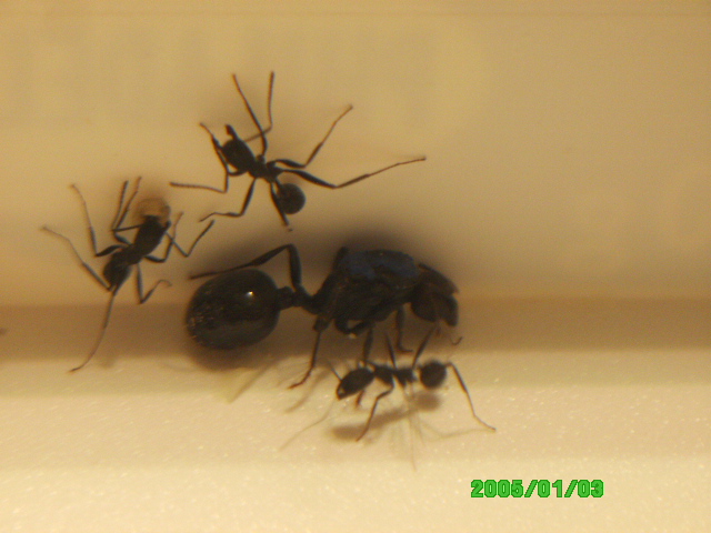 Reina Messor, obreras Aphaenogaster