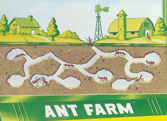Ant Farm