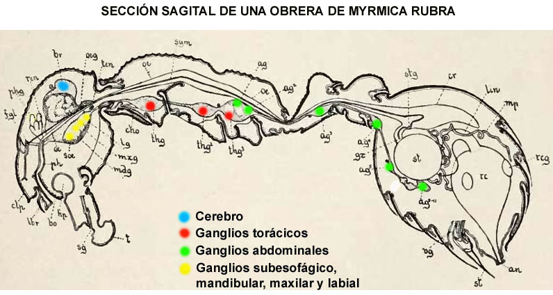 Secci�n sagital de Myrmica rubra