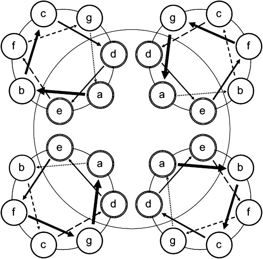 Corte transversal de la estructura molecular de la seda de las hormigas