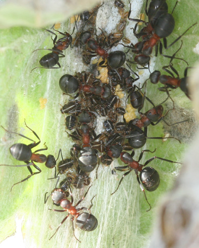 Zahonero04