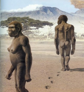 afarensis