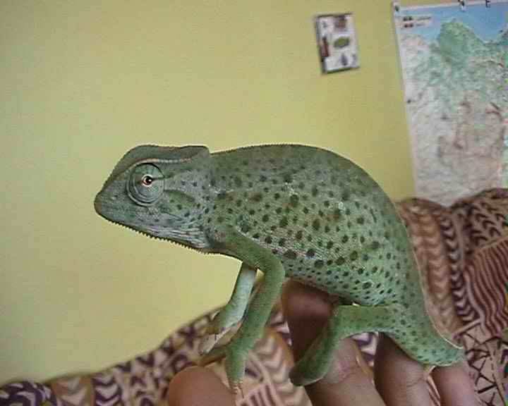 el camaleon de aitor