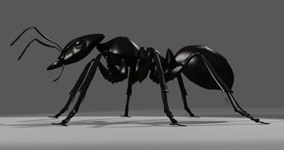 3D Ants 001