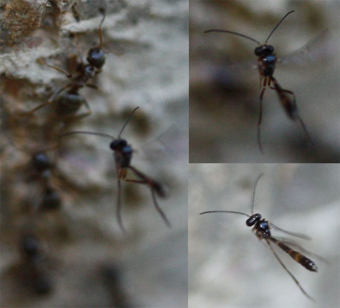 Par�sito-Lasius