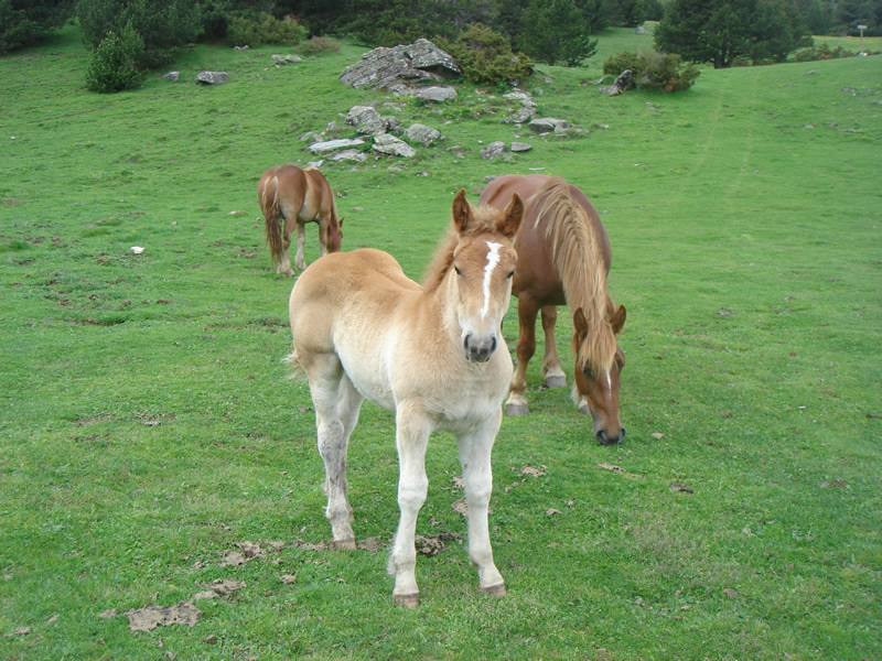 Caballito de Planes de Son 1. Junio 2007