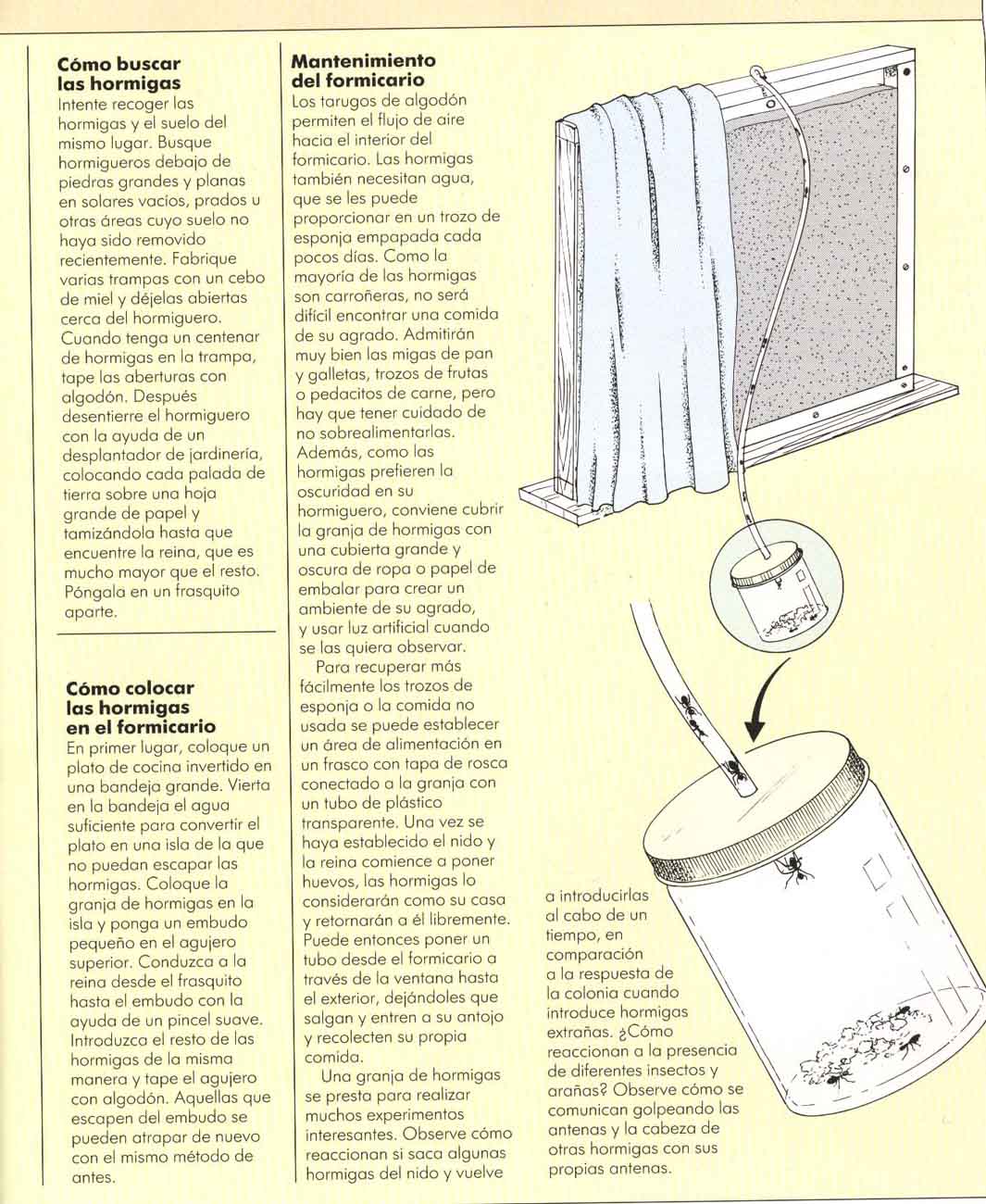 libroEntomologiaTapasibroEntomologiaArticuloabroEntomologiaArticulob