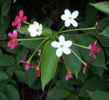 Quisqualis