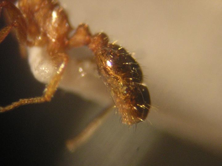 Gaster de Tetramorium semilaeve
