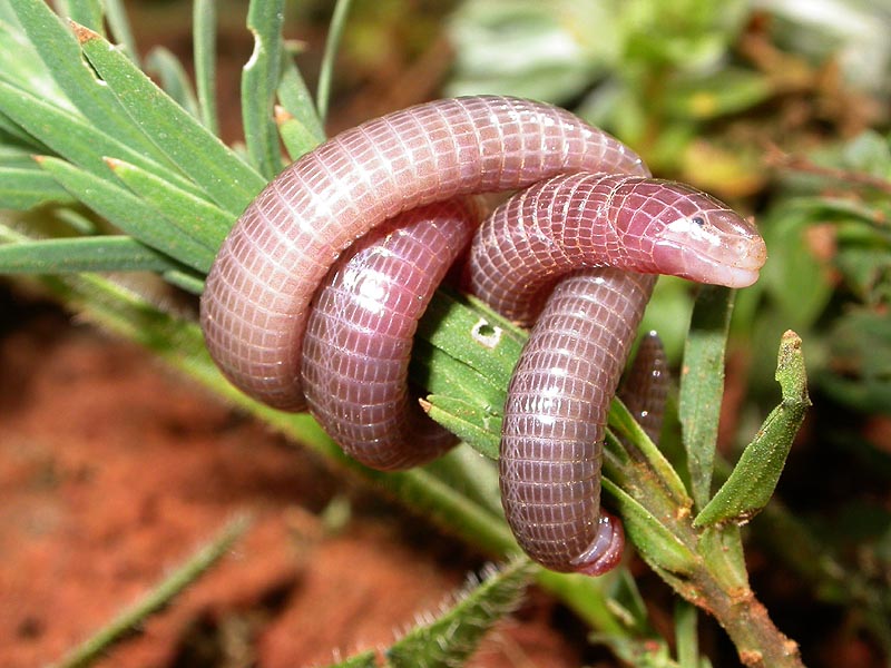 serpiente