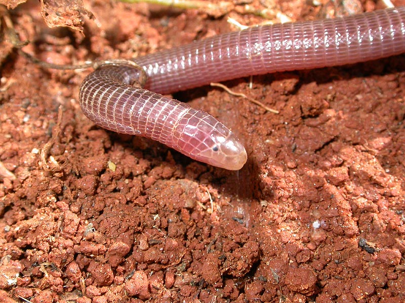 serpiente
