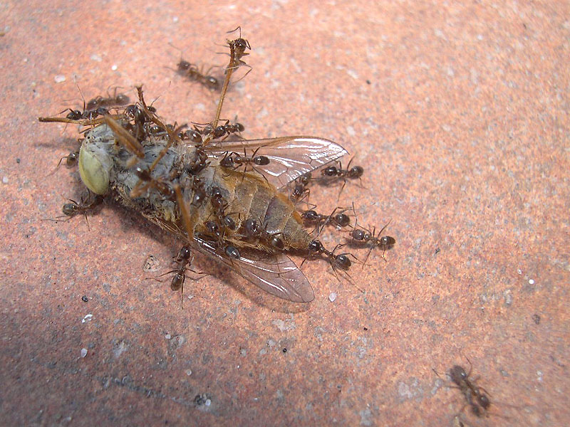 Hormigas devorando una mosca