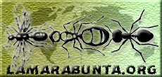 Logo LAMARABUNTA.ORG_3