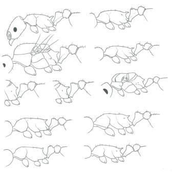 Algunas Temnothorax