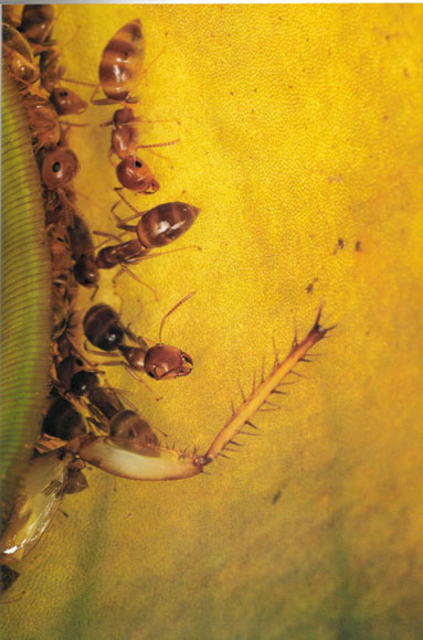 Hormigas y plantas