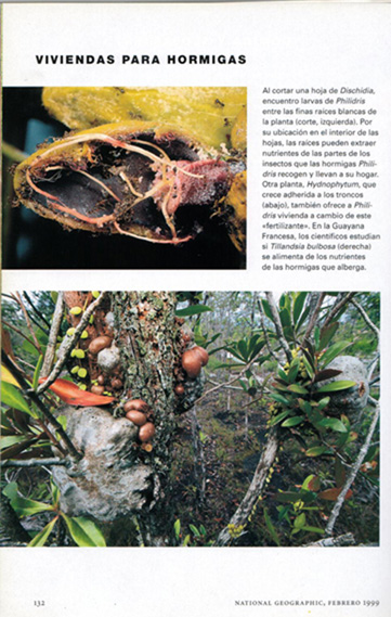 Hormigas y plantas