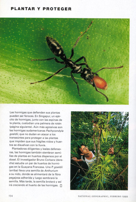 Hormigas y plantas