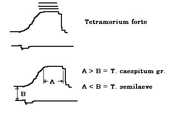 tetra identificacion