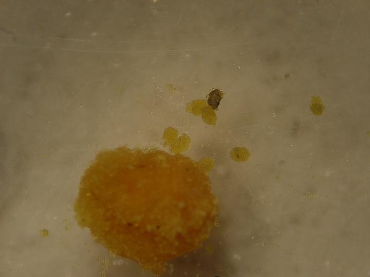 Regurgitaciones de polen de Camponotus truncatus.